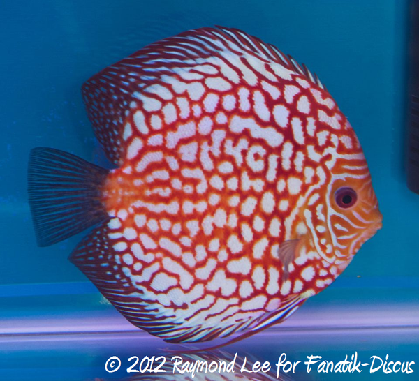 Malaysia discus show 2012 - Fanatic-DiscusFanatik-Discus